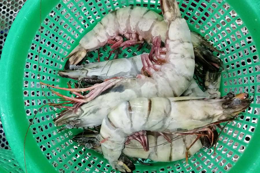 Tiger Prawn