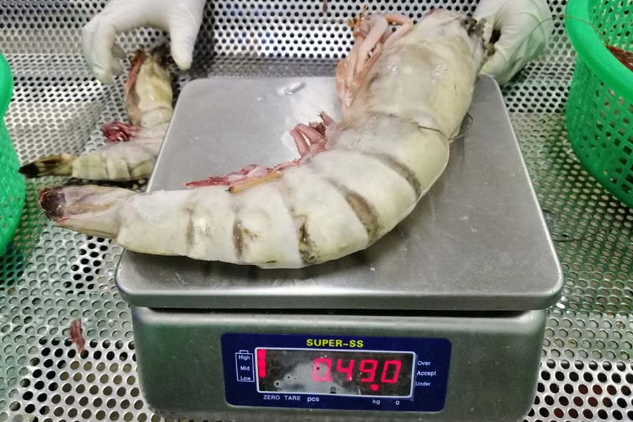 Tiger Prawn